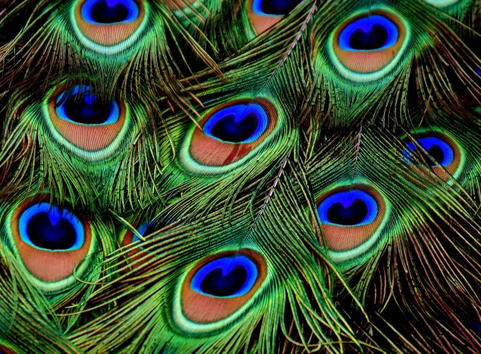 Stock Images peacock, feather, 4k, Stock Images 3748418402
